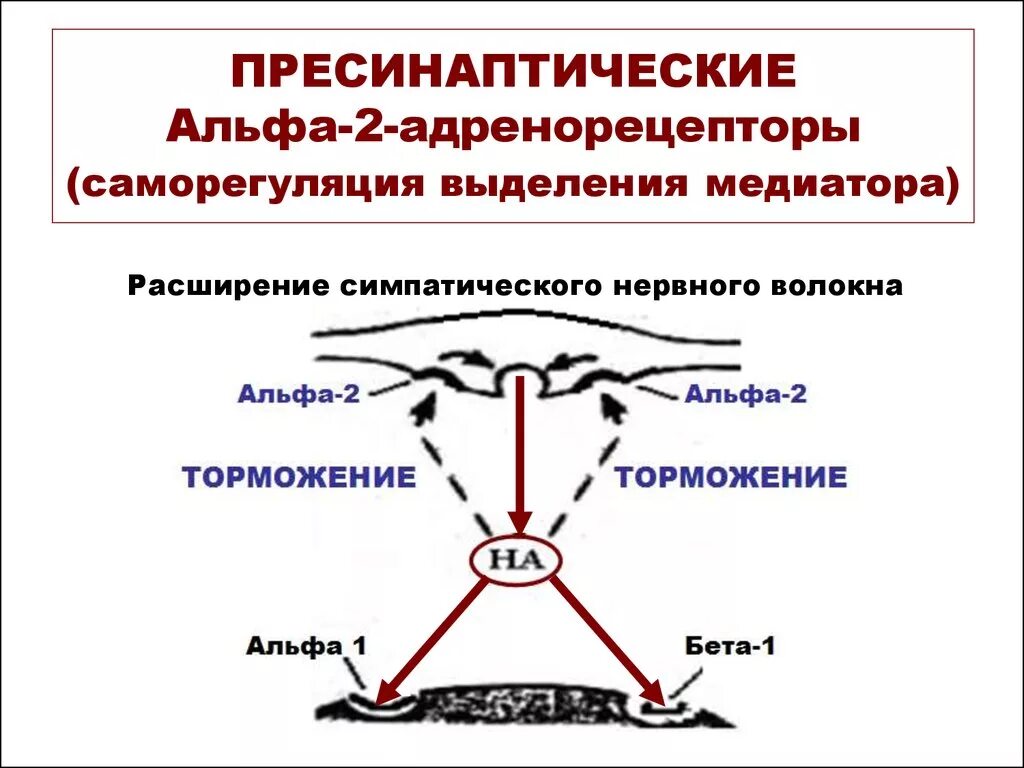 Альфа и бета адренорецепторы. Альфа 1 рецепторы локализация. Локализация бета 2 адренорецепторов. Альфа 2 рецепторы и бета рецепторы. Альфа 2 пресинаптические рецепторы.