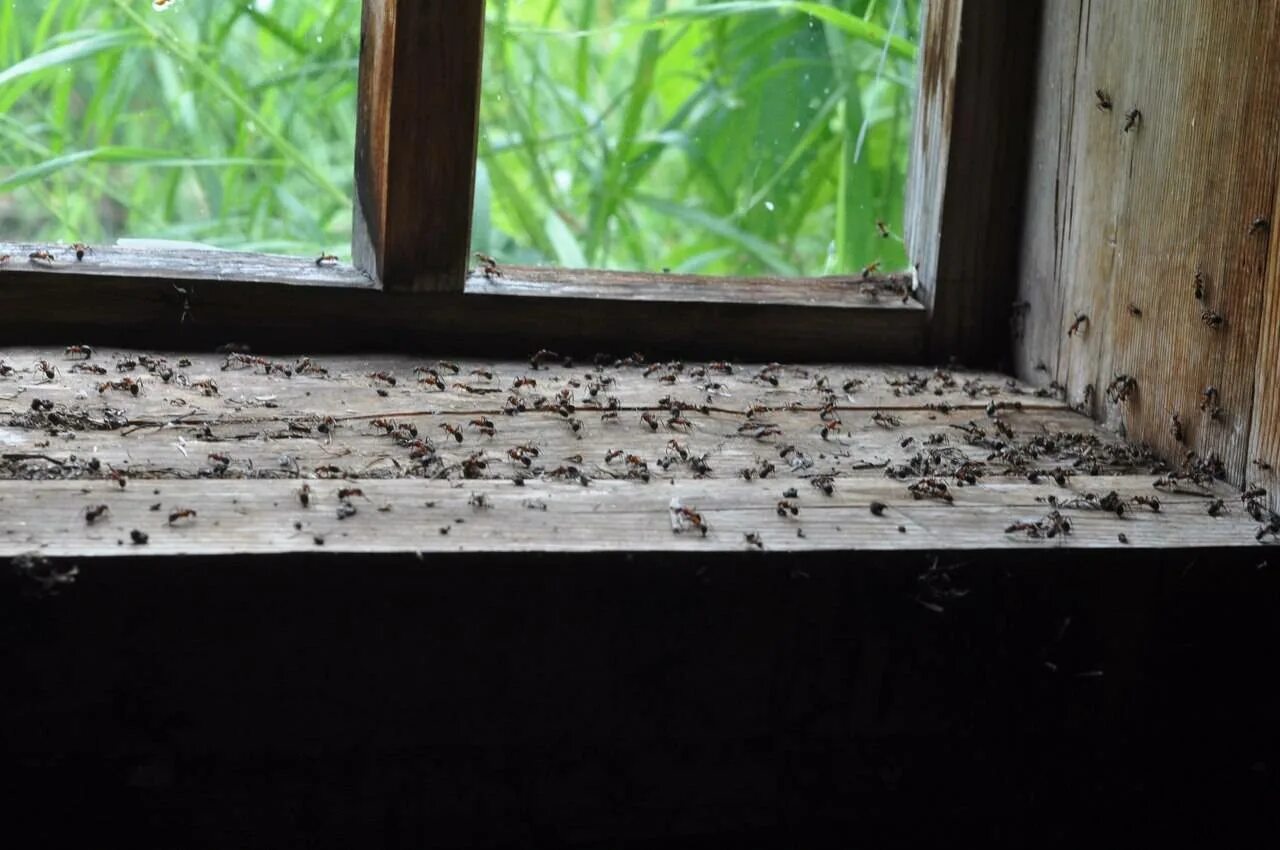 Как избавиться от мелких муравьев в доме. Муравьи в квартире. Муравьи на подоконнике. Древесные муравьи в деревянном доме. Насекомые на подоконнике.