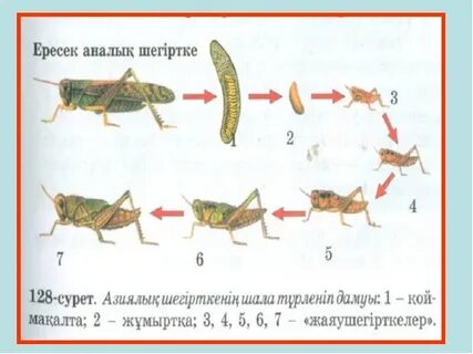 Қырынған кисканың порно фотосуреттері