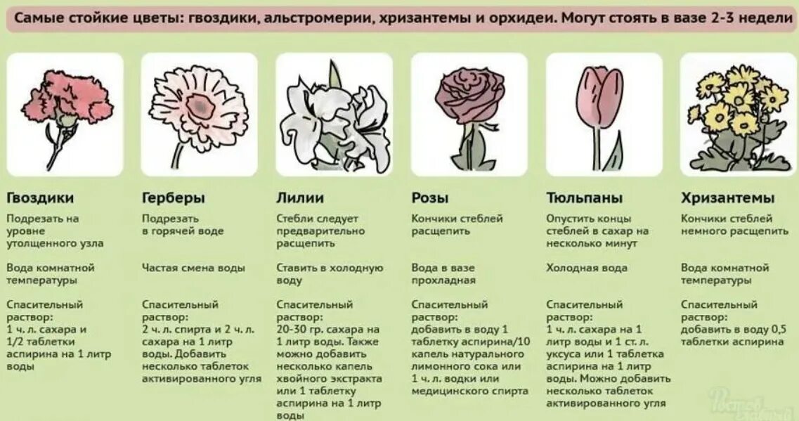 В какую воду ставить букет. Памятка по срезанным цветам. Советы по уходу за букетом для клиента. Сохранение срезанных цветов.. Памятка ухода за букетом.