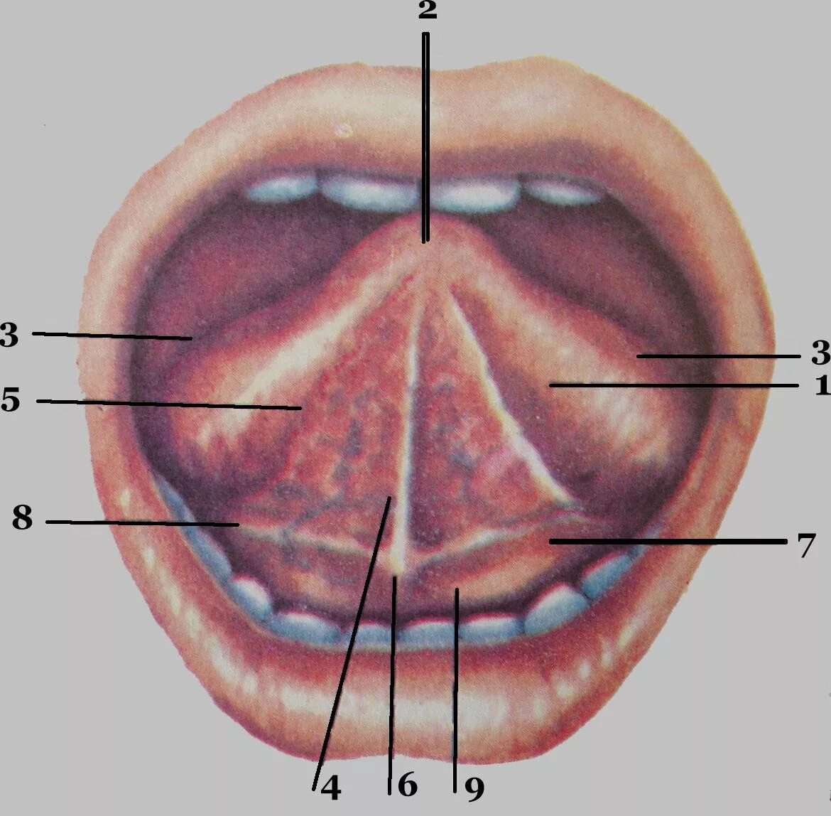 Язычок во рту как называется. Альвеола (ротовая полость). Подъязычная уздечка анатомия. Подъязычные складки полости рта. Подъязычная складка Plica sublingualis..