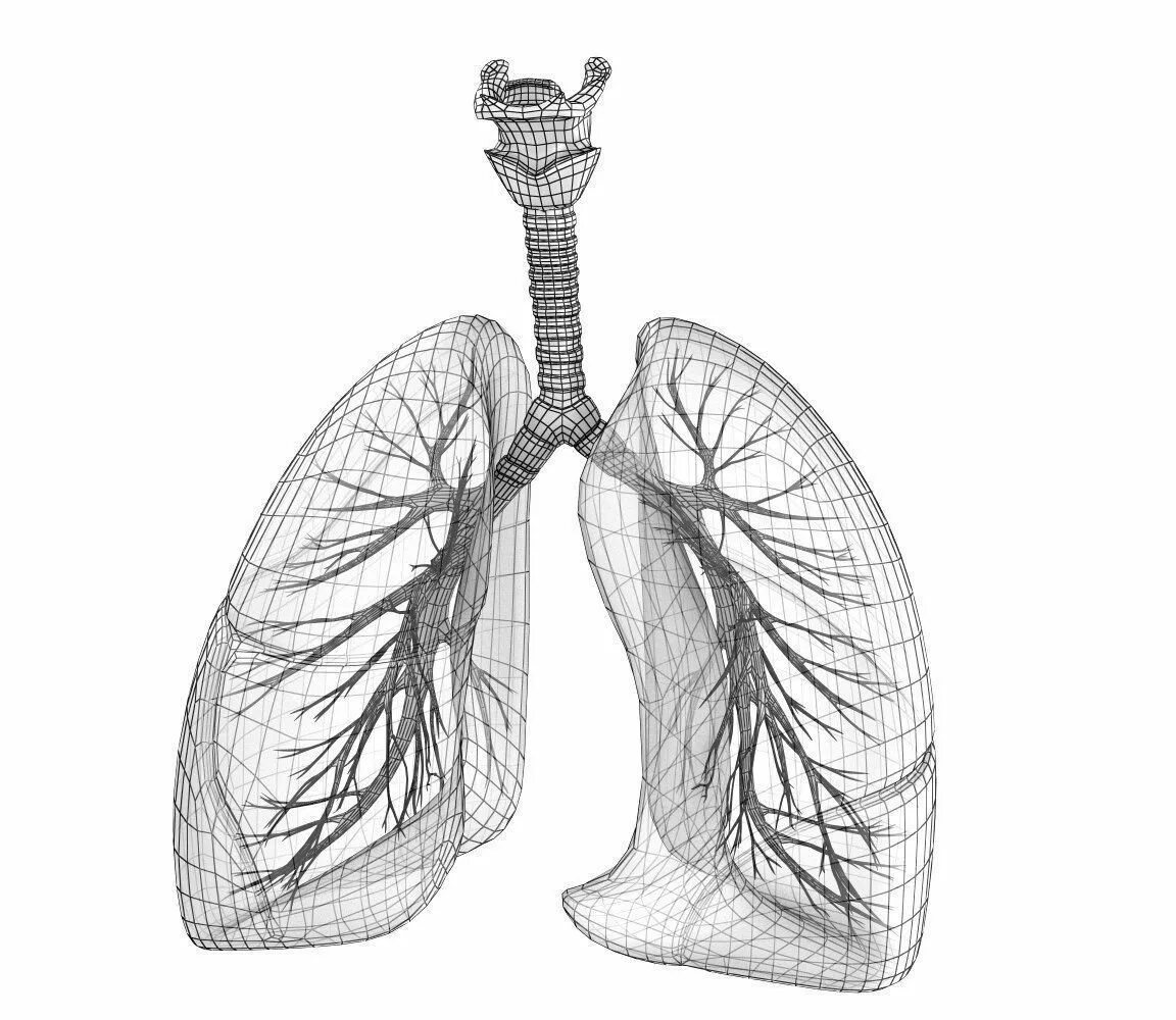 Легкие рисунки. Легкий человек. Рисунок легких человека. Легкие бесплатные картинки