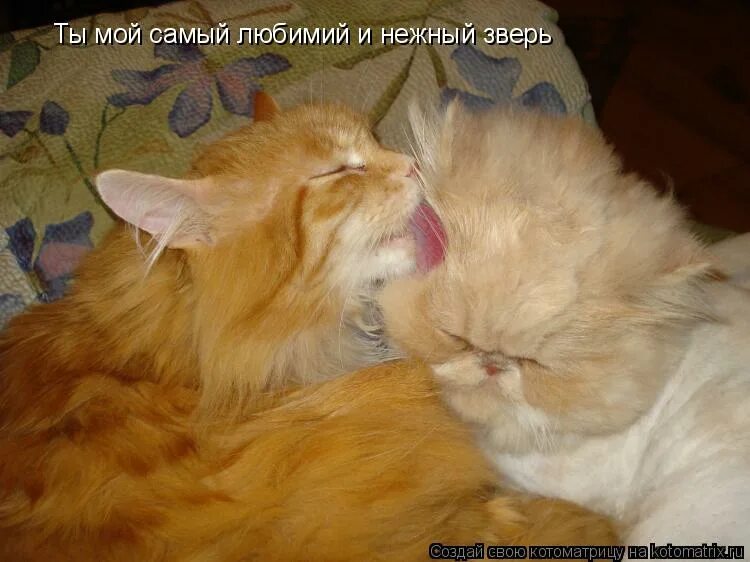 Мой ласковый зверь. Ты мой нежный зверь. Ты мой нежный зверь. Мой ласковый и нежный зверь янковский. Мой ласковый и нежный зверь.