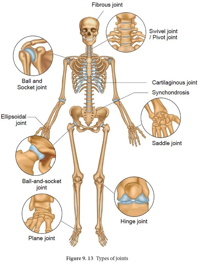 Скелет человека. Fibrous Joints. Виды суставов человека. Подвижные суставы. Human types