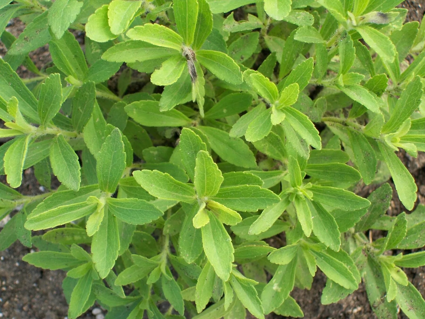 Stevia rebaudiana. Стевия растение. Стевия медовая. Крымская стевия растение.