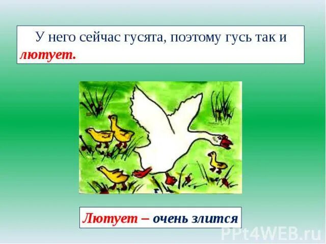 Белый Гусь Носов. Е Носов белый Гусь. Белый Гусь Носов изложение. Иллюстрация к рассказу Носова белый Гусь.