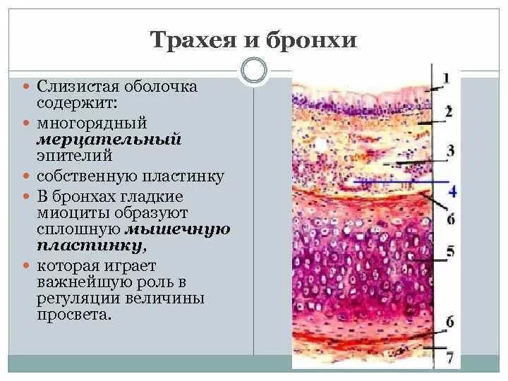 Строение слизистой оболочки бронхов. Строение слизистой оболочки трахеи. Гистологическое строение слизистой оболочки трахеи. Строение трахеи гистология.