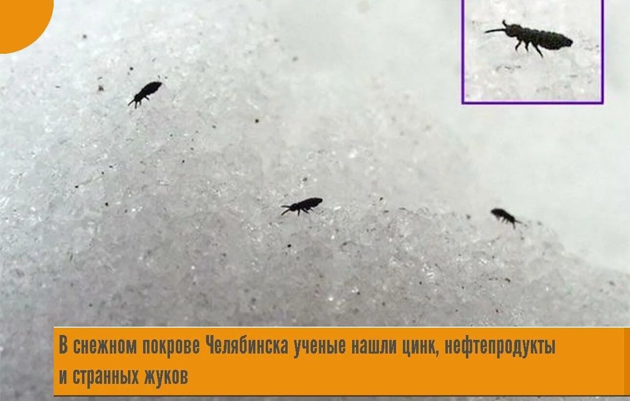 Личинки постельных блох. Блохи летали. Блохи кровососущие насекомые. Блоха. Блохи!.