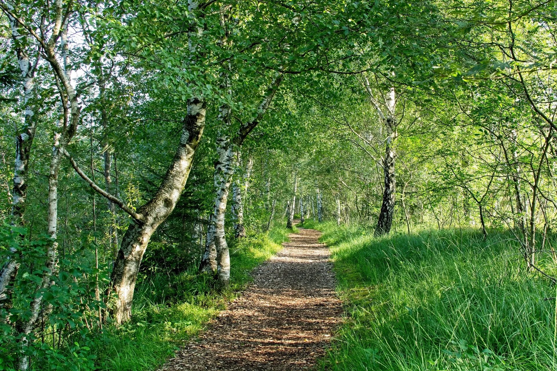 лето лес киров. мелколиственные леса алтайского края. природа лес. смешанный лес сосны и березы. каким бывает лес летом.