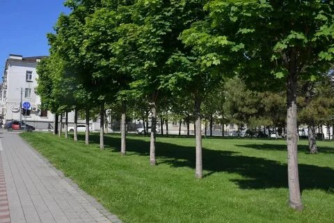 Деревья в новороссийске