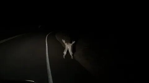 Заяц через дорогу