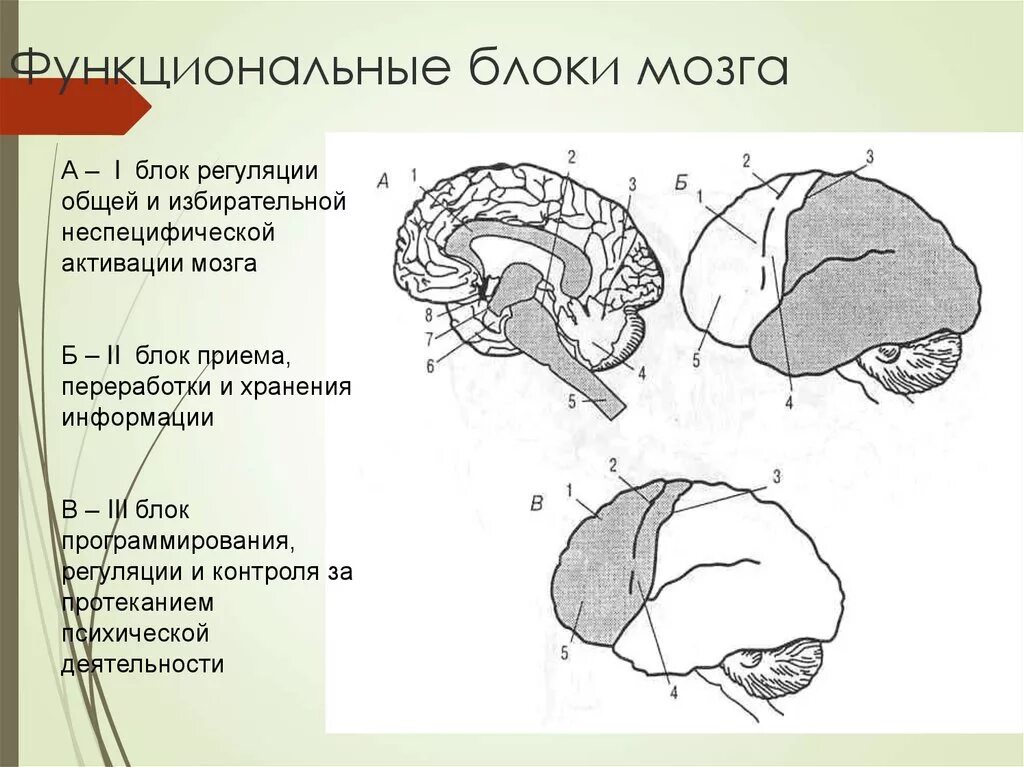 Нарушения блоков мозга. Первый функциональный блок мозга по Лурия. Основные функциональные блоки мозга по Лурия. Три блока головного мозга Лурия. Структурно функциональная организация мозга по Лурия.