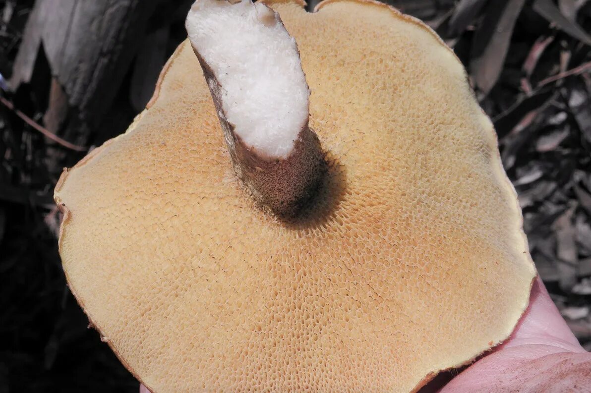 Нижняя сторона шляпки. Трубчатый гименофор гриба. Гименофор белого гриба. Пластинчатый гименофор. Масленок гименофор.