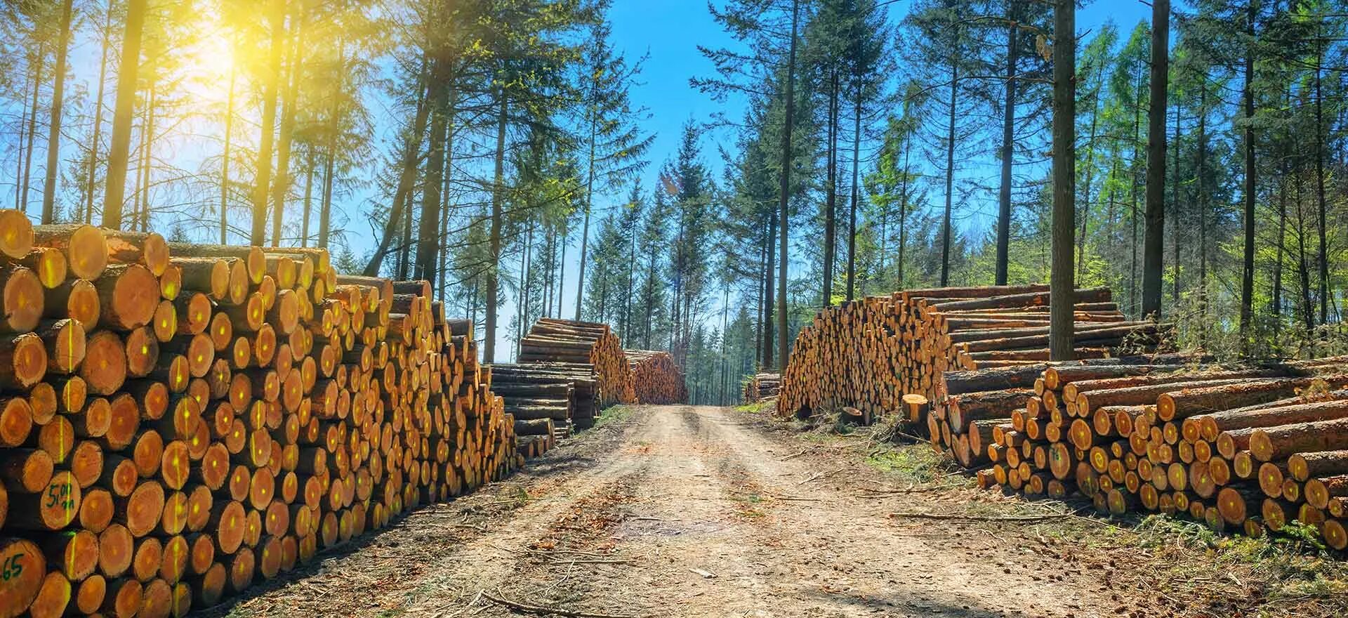 Тес пиломатериал. Заготовка леса. Бревно в лесу. Лесная промышленность.