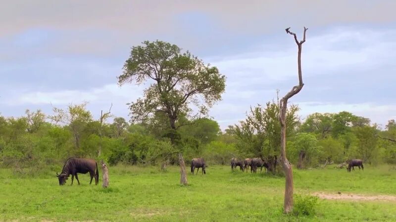 Охота в африке на диких зверей. Национальный парк серенгети фауна. Зимбабве саванна. Юар сафари. Ферма в саванне.