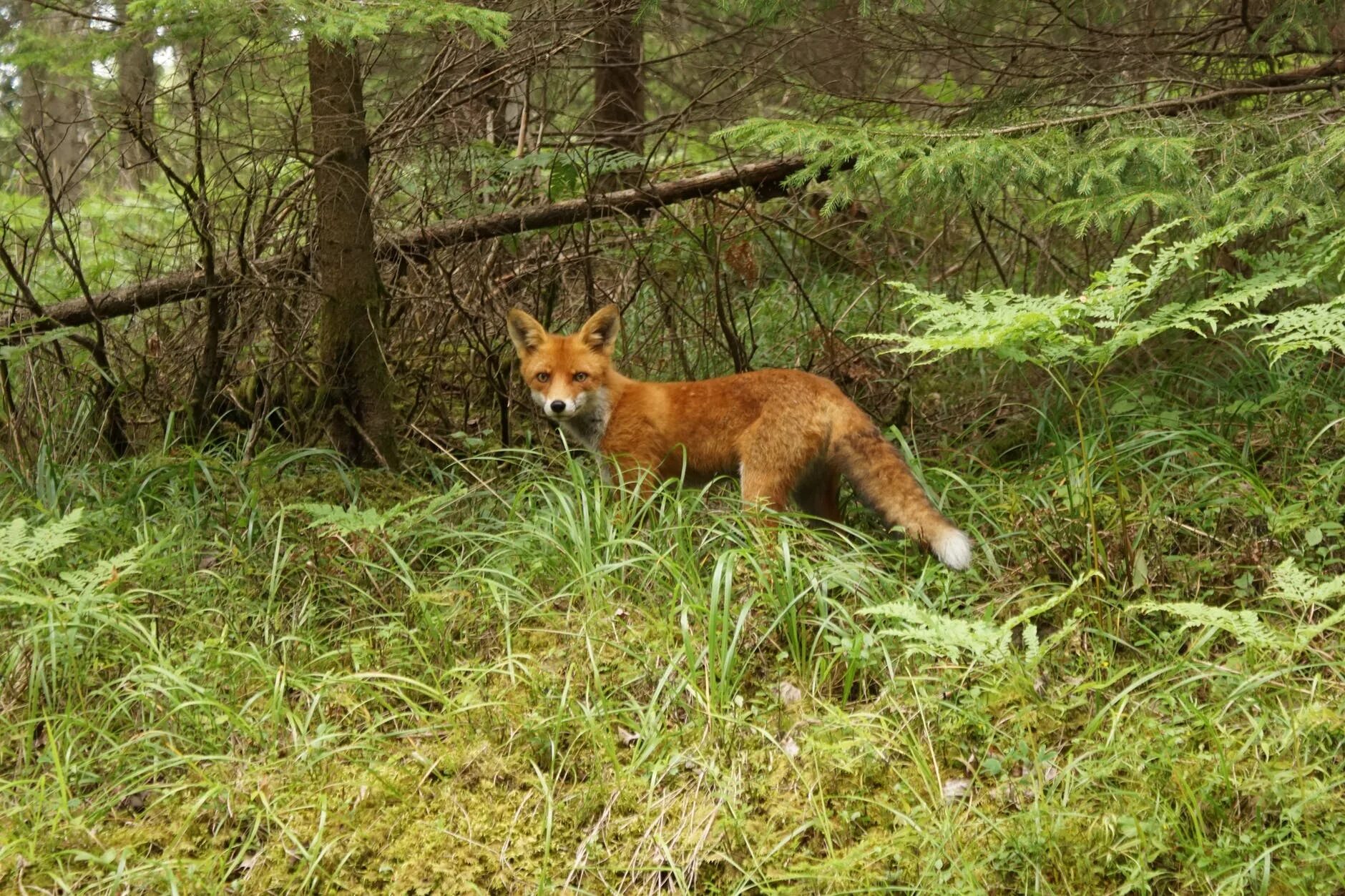 Животные в лесу. «лиса в лесу». Лиса зимой в лесу. Вышла из лесу лисица. Звери зимой в лесу.