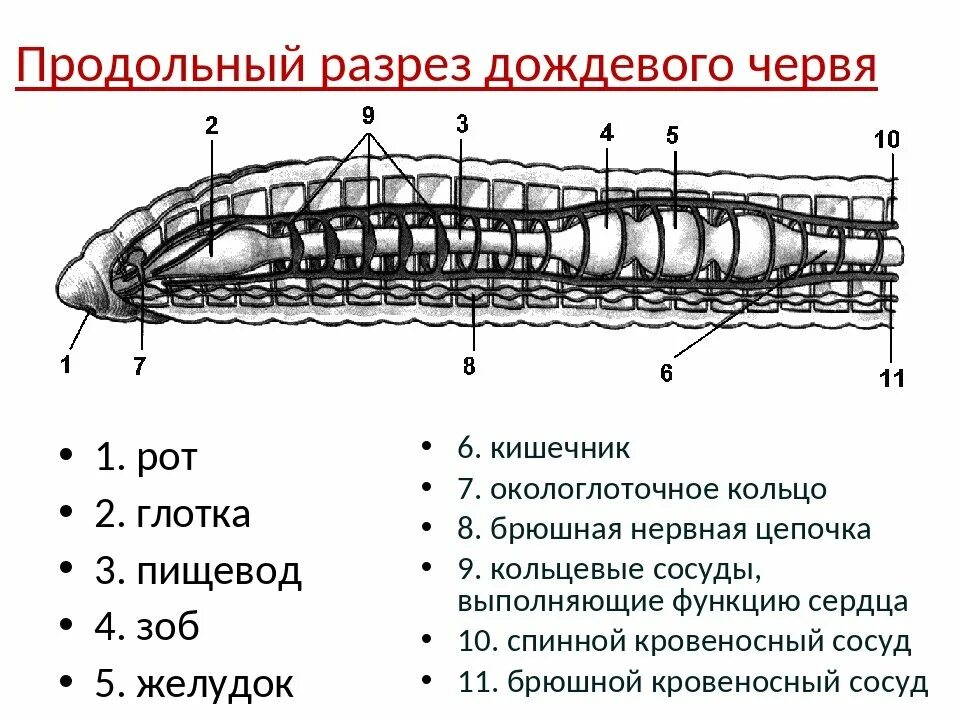 Структура червя