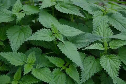 Ресейде эмосы бар секс