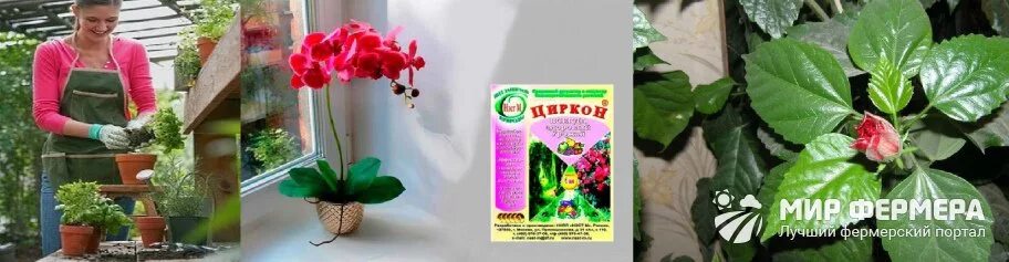 Циркон для цветущих орхидей. Стимулятор роста для растений,рассады,цветов,хвойных,циркон. Циркон для орхидей как использовать.