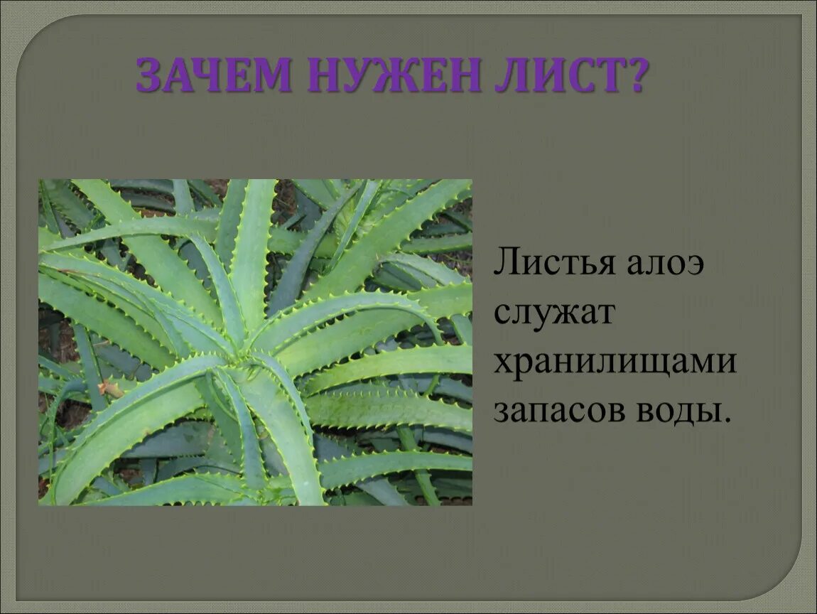 Черты приспособленности алоэ. Алоэ строение растения. Строение алоэ. Строение листьев алоэ.