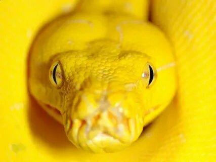 Включай yellow