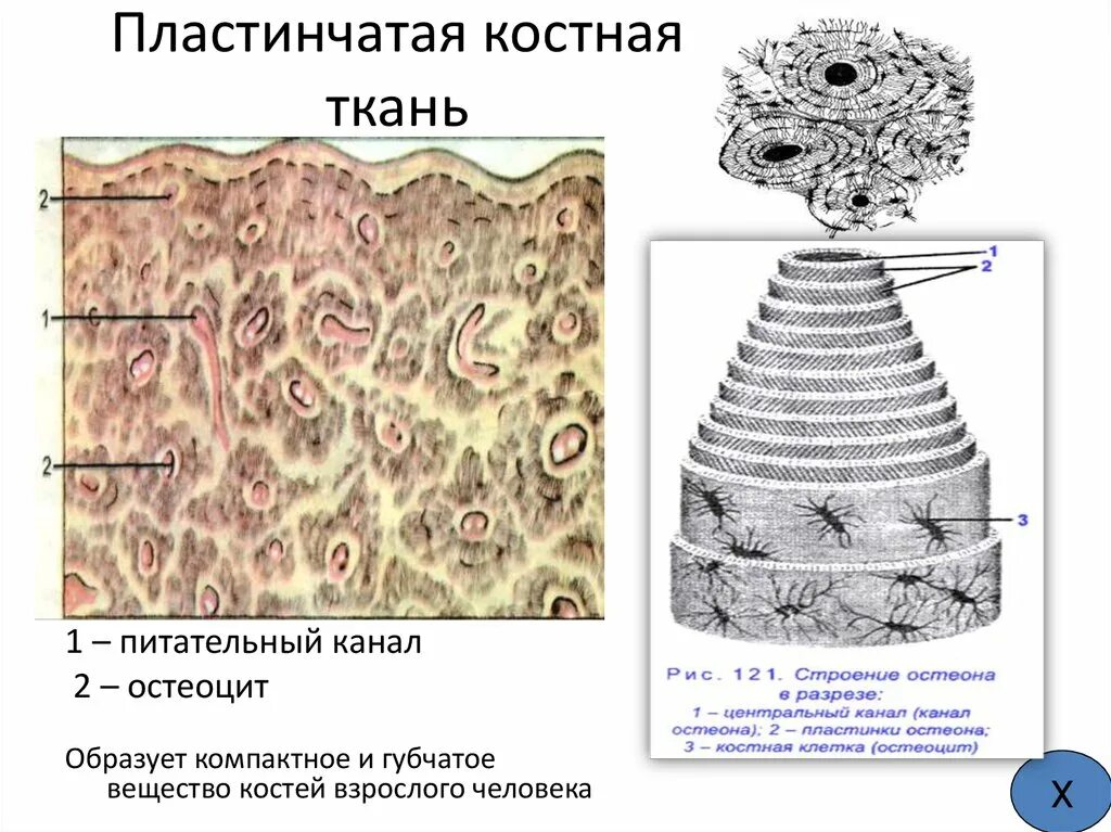 Пластинчатая трабекулярная костная ткань. Пластинчатая костная ткань коллагеновые волокна. Пластинчатая компактная костная ткань диафиза трубчатой кости. Пластинчатая губчатая костная ткань. Пластинчатая кость