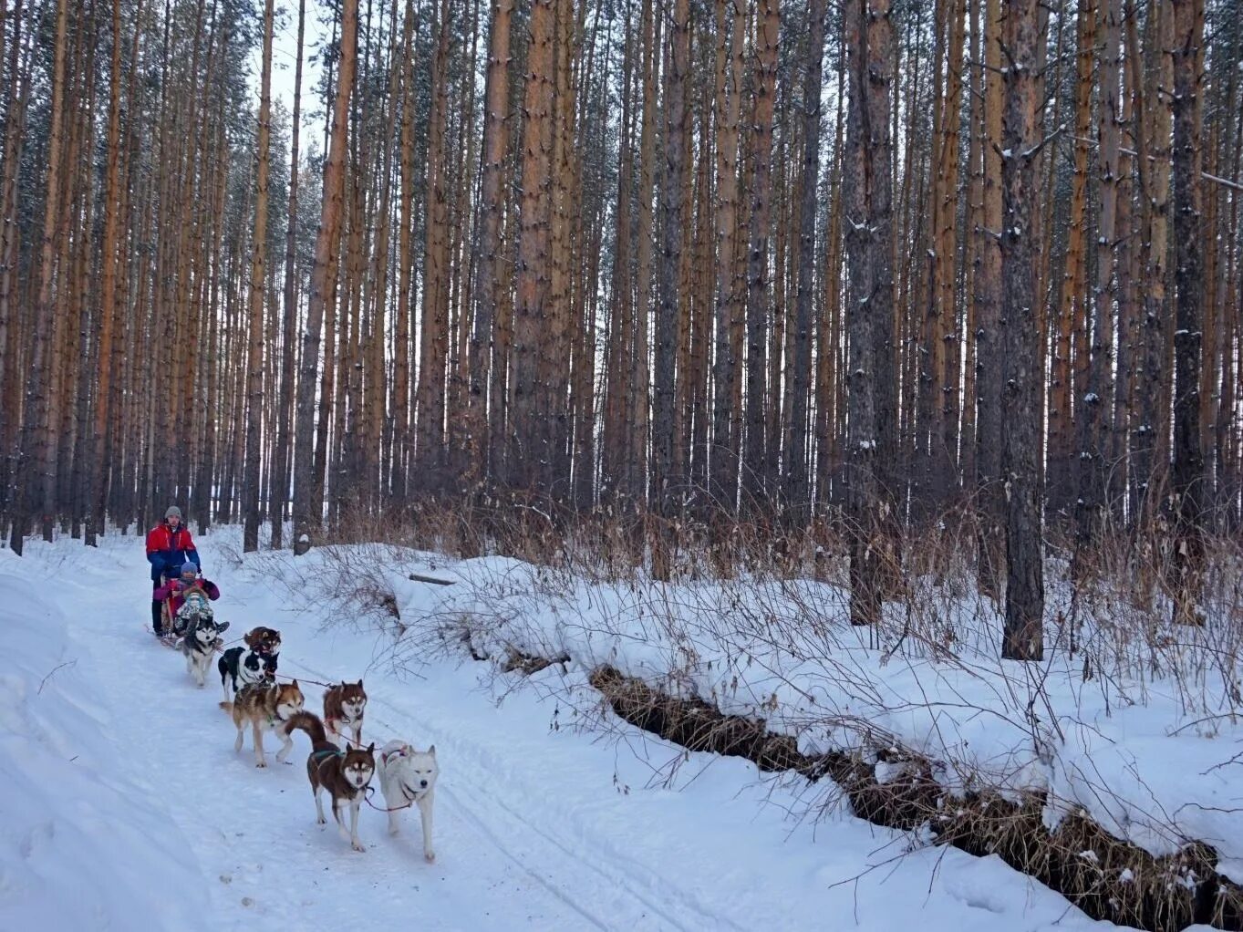 Хаски в городе. Хаски парк абзаково. Хаски абзаково. Хаски в городе. Хаски в городе.