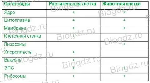 Таблица органоиды растения грибы животные