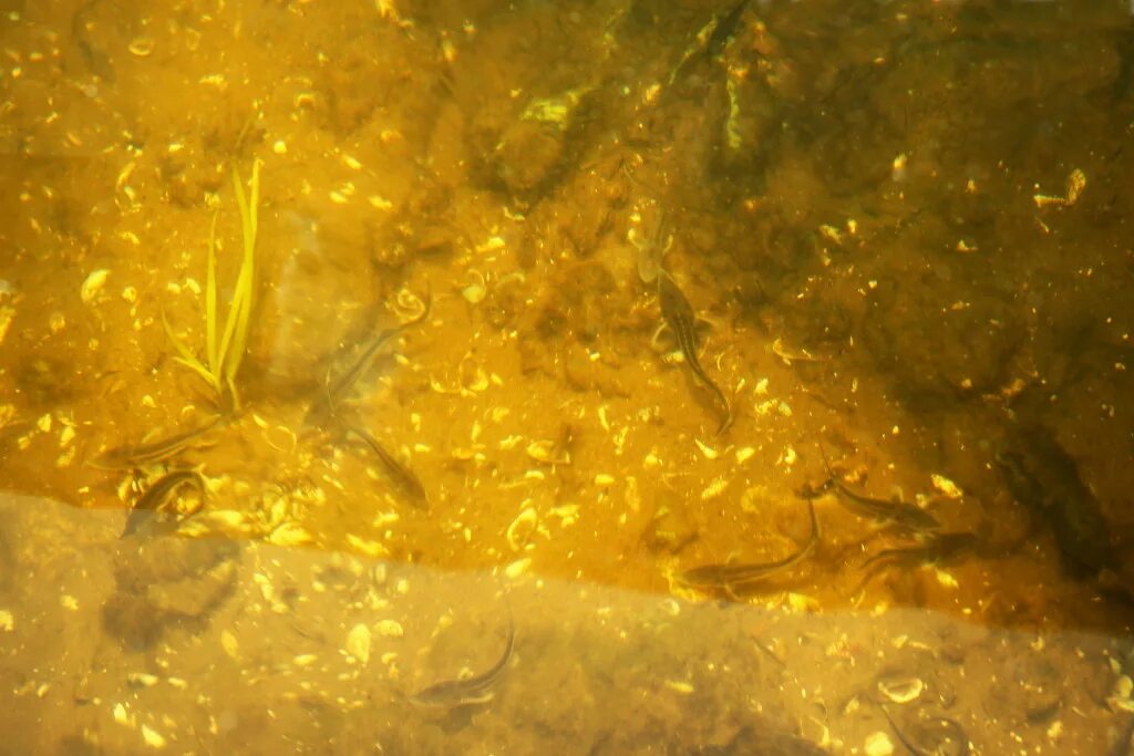 сазанья икра. икра карпа. шипилов икра. икра тайменя. икра карпа.