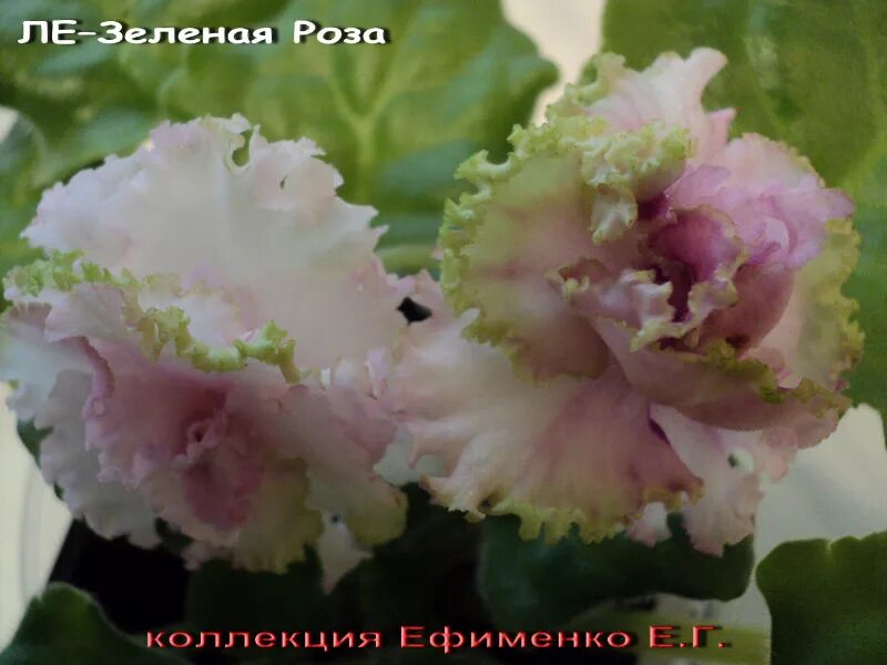 Фиалка ЛЕ-Зеленая Роза