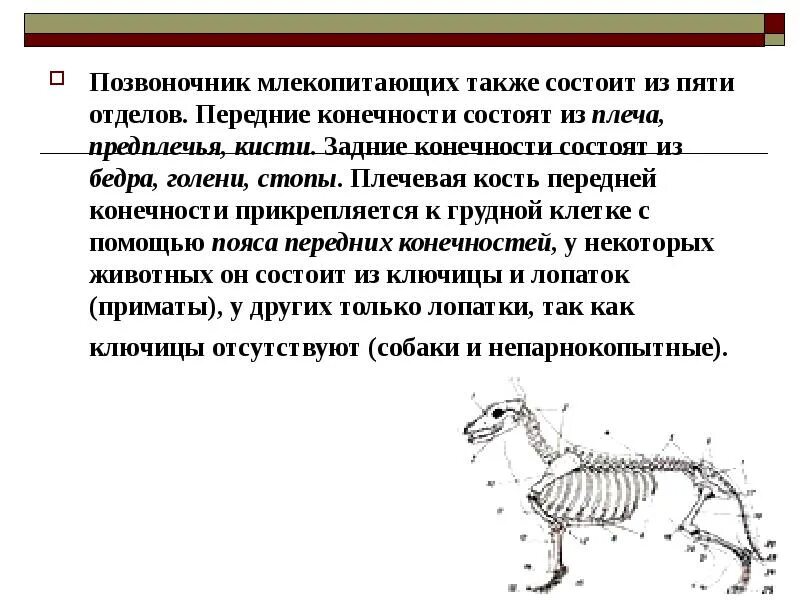 Изгибы позвоночника млекопитающих. Опорно двигательная система млекопитающих 7 класс. Строение позвоночника млекопитающих отделы. Таблица по биологии опорно двигательная система млекопитающих. Опорная функция скелета млекопитающих.