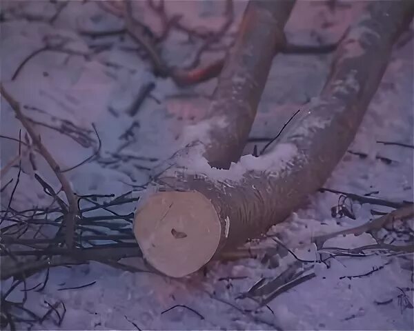 Незаконная порубка деревьев и кустарников. В мурманске вырубают деревья. вырубка деревьев мурманск. вырубка леса мурманска.