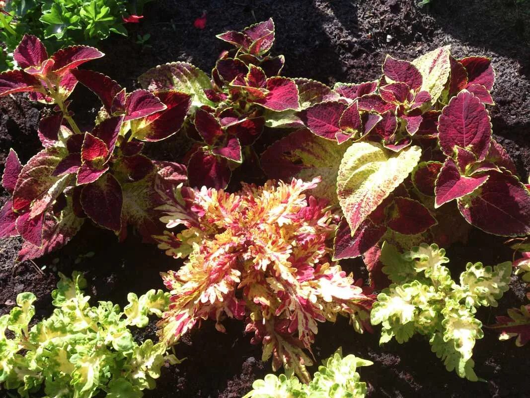 Колеусы. Колеус дрэгон блэк. Колеус однолетник. Колеус санстрок. Колеус цветок.