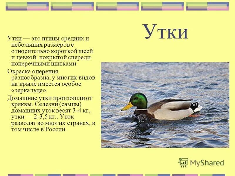 Информация о утке. Описание утки. Доклад утки. Окружающий мир утка.