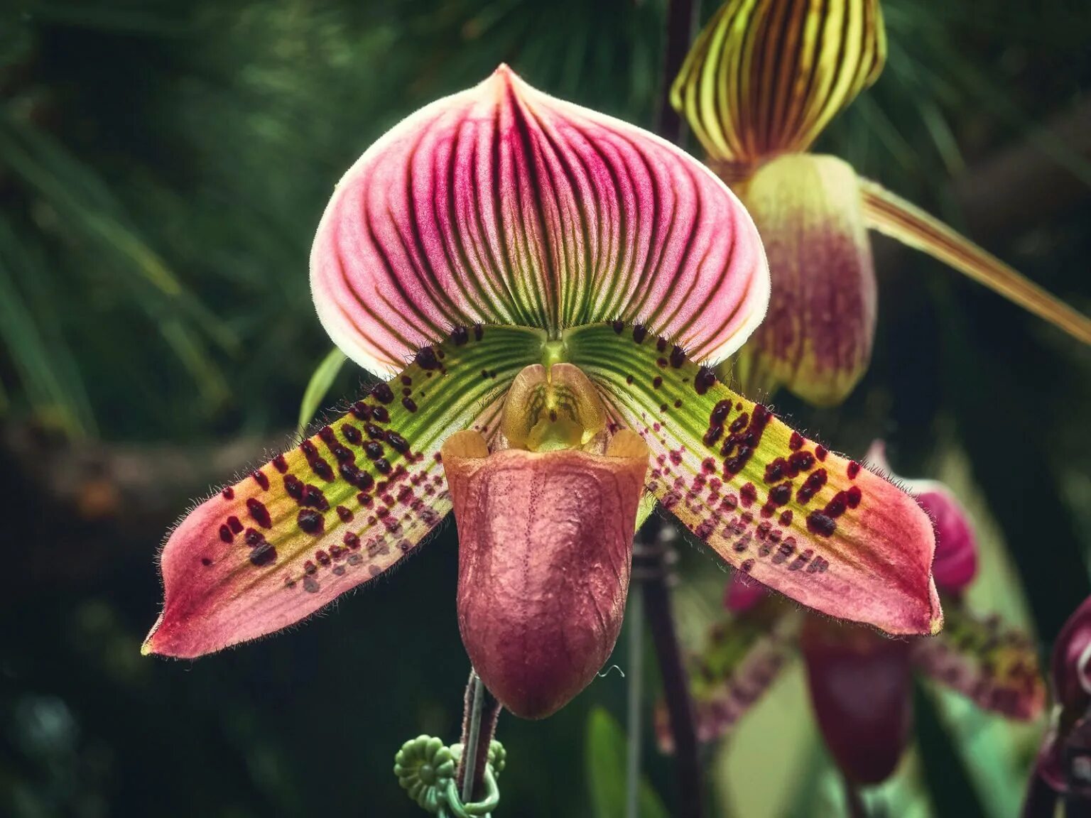 Орхидея золото Кинабалу. Пафиопедилум Ротшильда. Пафиопедилум американский гибрид. Золото кинабалу