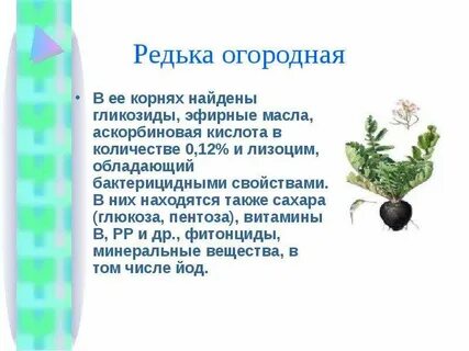 Редька корневой системы