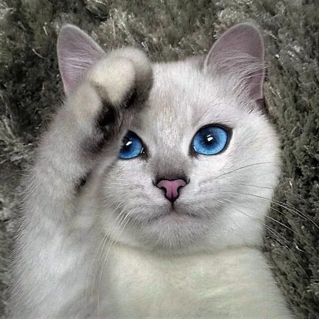 très beau sacré de birmanie 3 Gorgeous cats, Cat with blue eyes, Beautiful cats