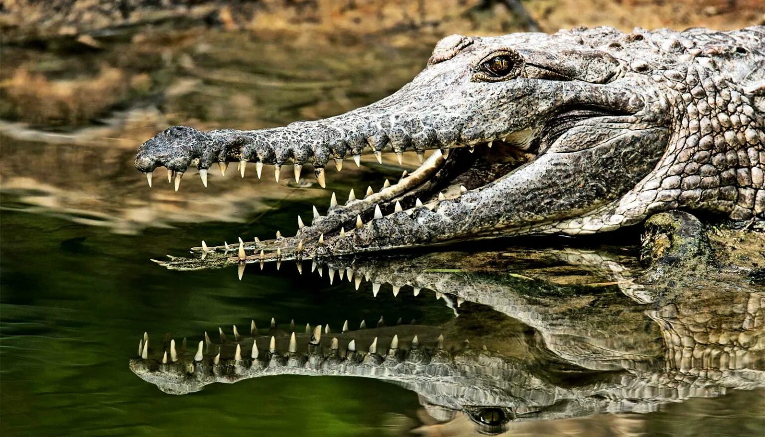 Крокодил картинка. Королевский Аллигатор. Аллигатор 4к. Длинноносый Аллигатор.
