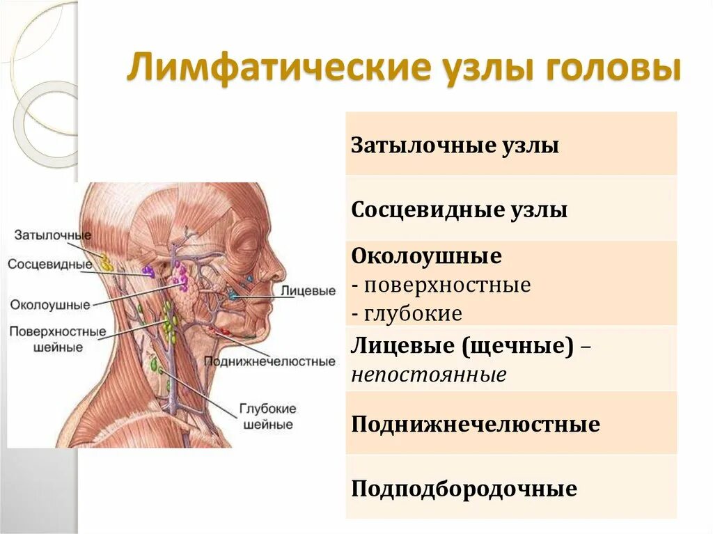 Схема лимфоузлов на голове и шее человека. Лимфоузел на шее анализы