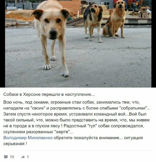 Собака постоянно лает и воет. К чему воет собака под окном. к чему воет собака. почему собака воет ночью. объявление о воющей собаке.
