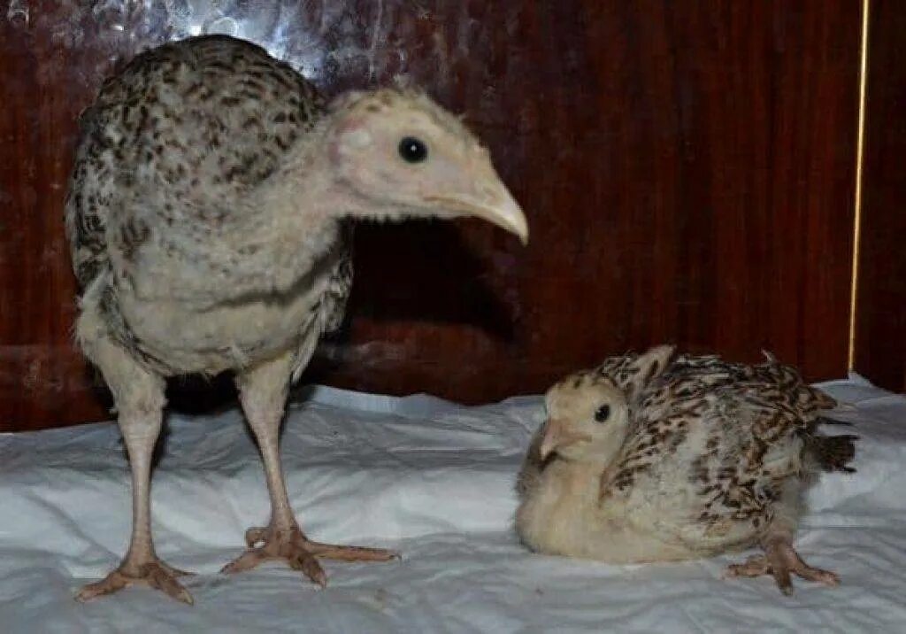 Индюшата пищат. Индюшата. новорождённые индюшата. птенец индюка. новорожденный индюшонок.