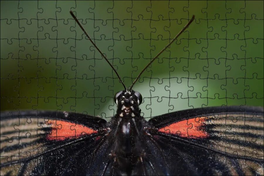 Pin on BORBOLETAS E MARIPOSAS Beautiful butterfly pictures, Butterfly pictures, 