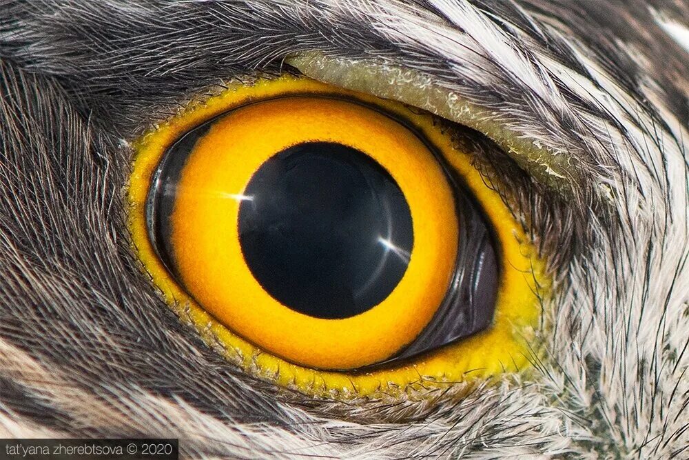 Птичьи глазки. Глаза хищной птицы для отпугивания птиц. Глаза Совы. Глаза хищника. Птичий глаз.