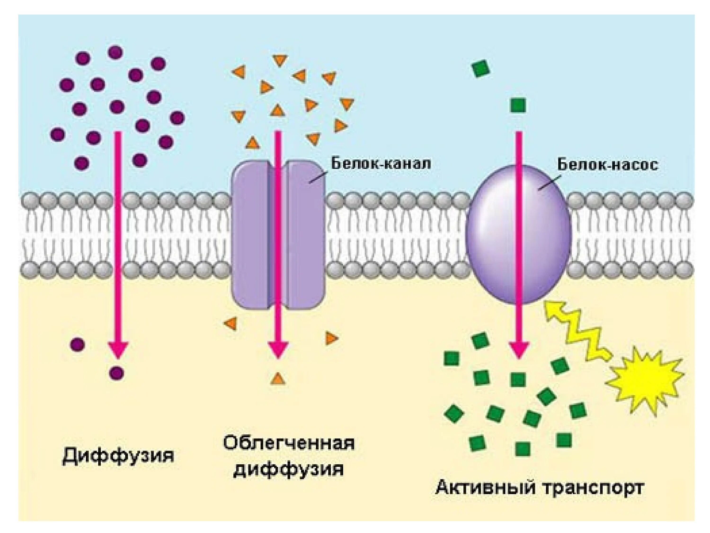 Белковый транспорт. Активный транспорт и облегченная диффузия. Пассивный транспорт веществ через клеточную мембрану. Простая диффузия облегченная диффузия активный транспорт. Клеточная мембрана облегченная диффузия.