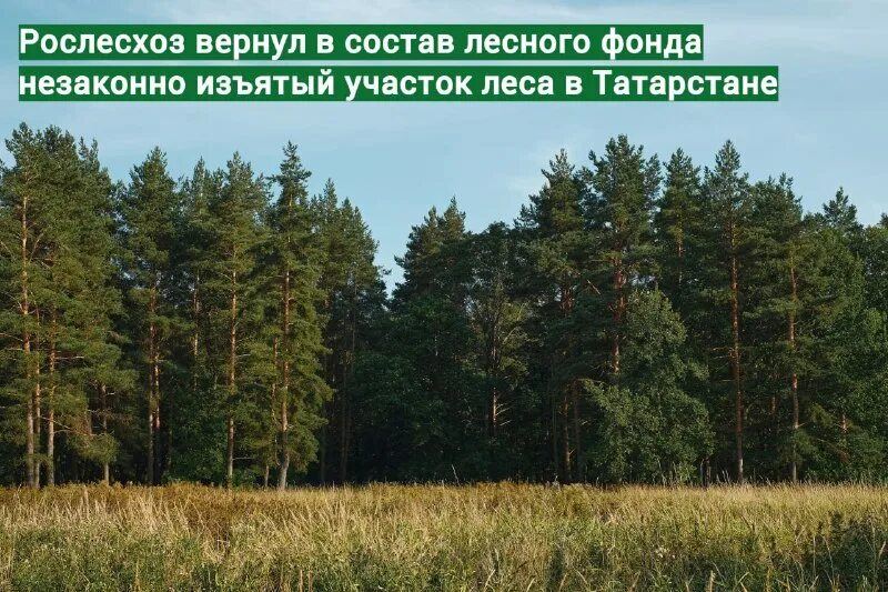 Мытищинский лес. 100 га леса. Зеленый гай калининград. Чувашевское сельское поселение кирово-чепецкий район. Естественное лесовосстановление на гарях.