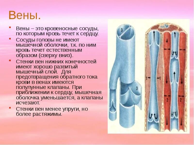 Кровеносные сосуды 8 класс презентация. Строение кровеносных сосудов вена. вены — это сосуды, по которым кровь течёт. строение венозного сосуда. строение артерии вены и капилляры.