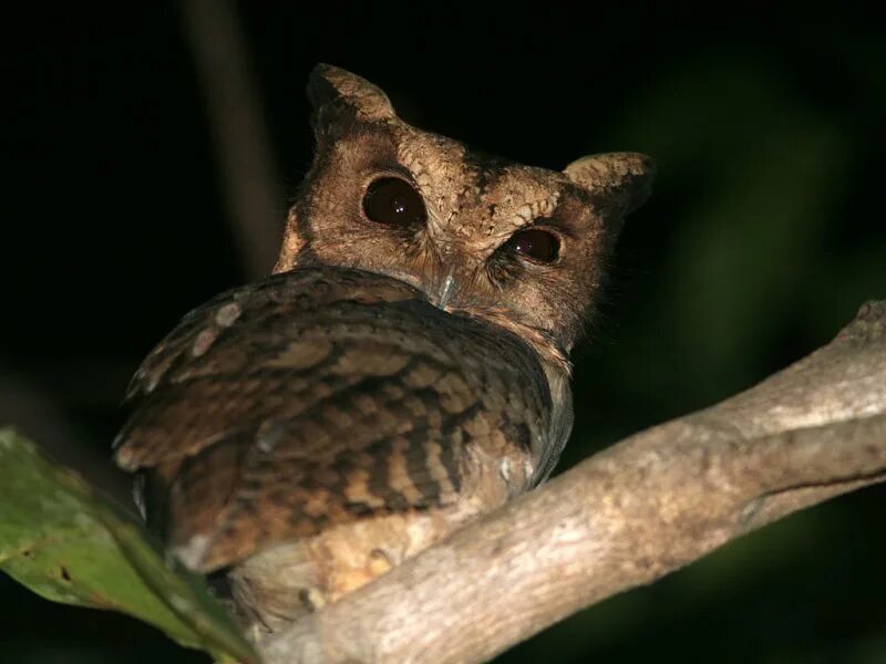 Otus basic. Otus siaoensis. ошейниковая совка. otus silvicola. сплюшка ошейниковая.