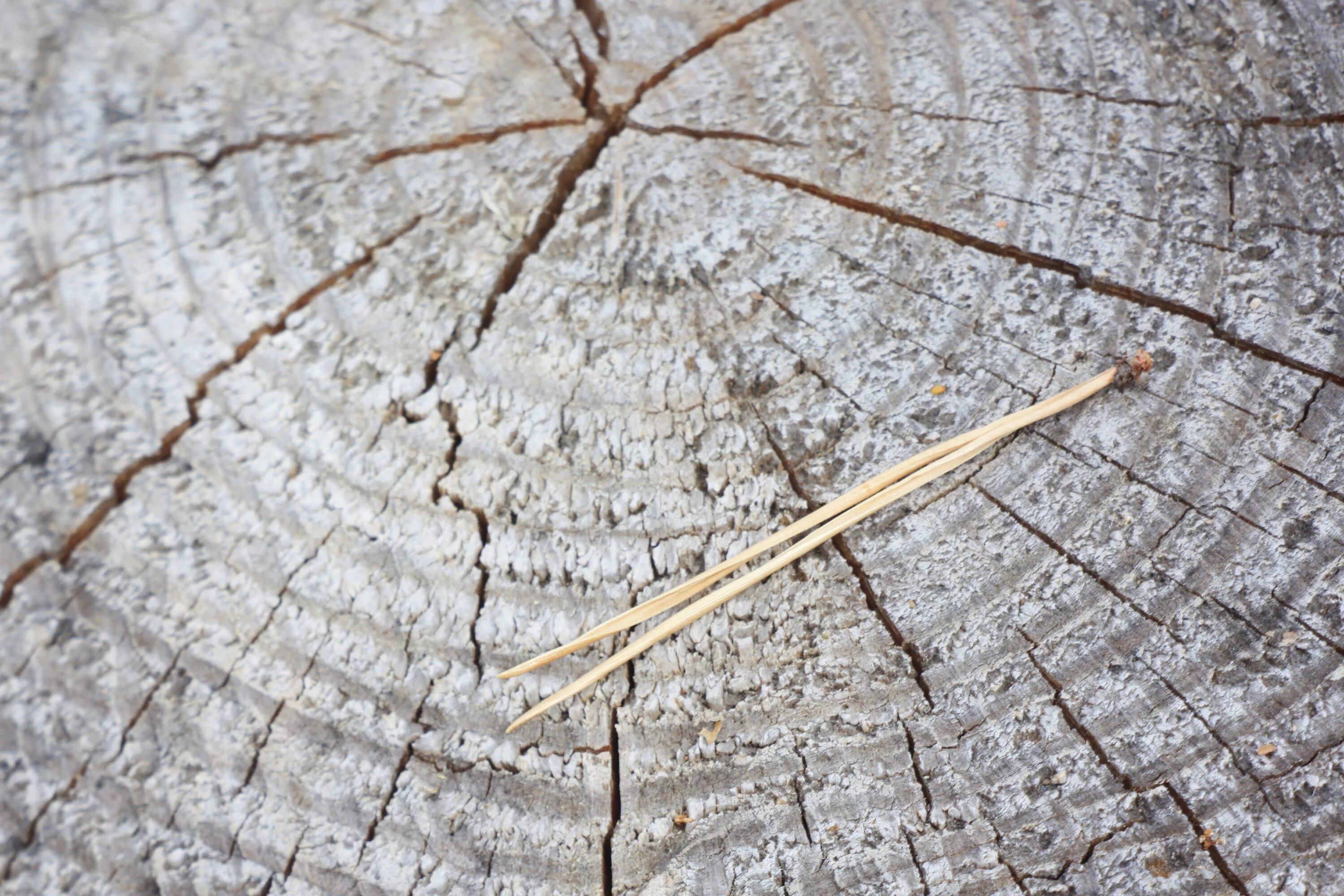 Трещины в стволе дерева. Текстурированная иголки дерево. Хвоя ствол. Хвоя текстура. Иголка сосны текстура.