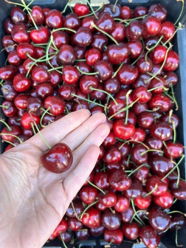 килограмм черешни. 3 кг черешни. черешня чили. вишня. черешневая ела.