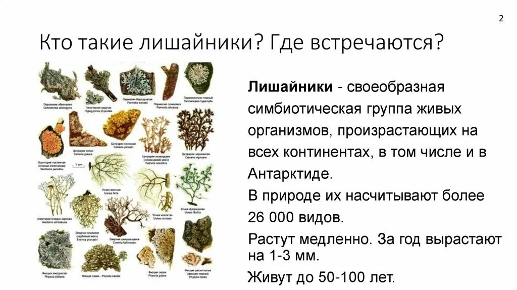 Лишайники какая систематическая группа. Разнообразие лишайников. лишайники классификация. систематическое положение разнообразие лишайников. лишайники презентация 7 класс биология.